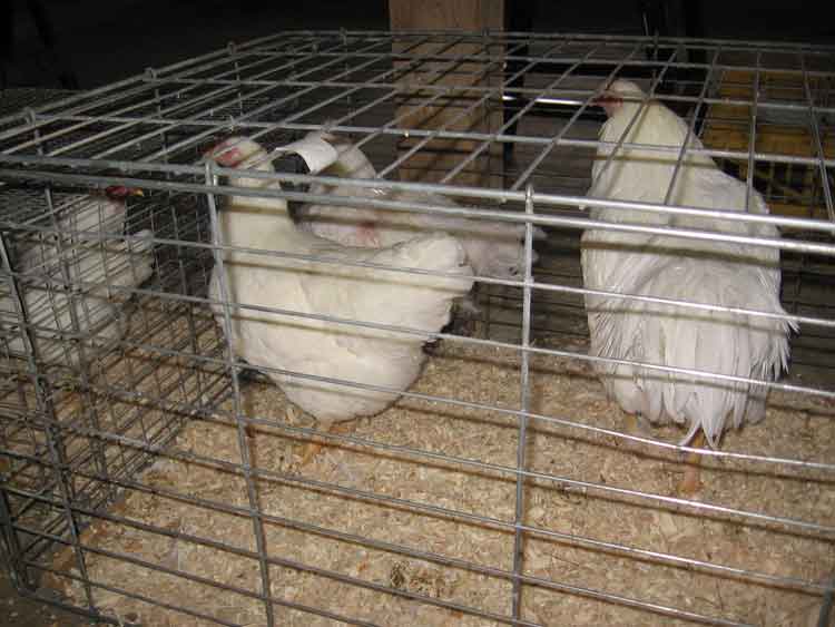 Market Images